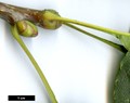 SpeciesSub: var. subulata